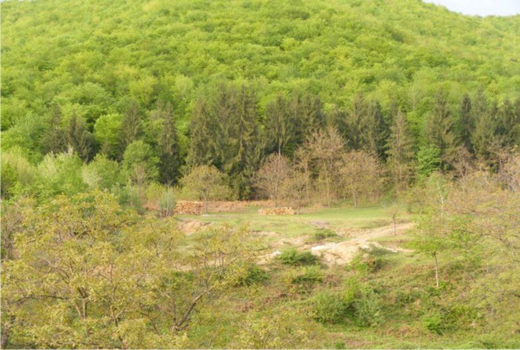 Pensiunea Mirela Pestera Ursilor Chişcău エクステリア 写真